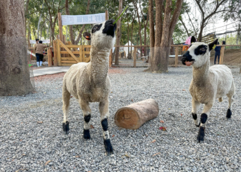 ▲「咩咩上樹萌寵樂園」引進有「世界上最可愛的羊」稱號的瓦萊黑鼻羊。（圖/嘉義縣政府提供）