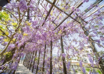 ▲嘉義縣瑞里紫藤花季浪漫登場。(圖/嘉義縣政府提供)