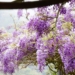 ▲紫藤花目前開花約2成。(圖/嘉義縣政府提供)