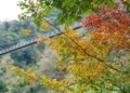 ▲阿里山鄉豐山村的楓葉隨著氣溫轉涼，漸漸轉紅，成為冬日裡迷人的景致。(圖/嘉義縣政府提供)
