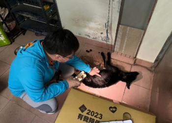 ▲嘉義縣家畜疾病防治所人員至民眾通報處訪查，發現奄奄一息的犬隻。（圖/嘉義縣政府提供）