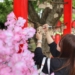 ▲「2025桃太郎村櫻花祭」將於26日、27日在民雄日式招待所文創園區溫馨登場。（圖/嘉義縣政府提供）