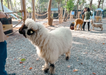 ▲咩咩上樹萌寵樂園可近距離與動物互動。（圖/嘉義縣政府提供）
