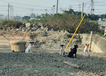 ▲嘉義縣海區流蕩犬引發追車咬人、環境衛生等問題。（圖/嘉義縣政府提供）