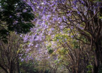 ▲成串的藍紫色花朵如風鈴般的「藍花楹」目前已盛開，每年都吸引許多旅客特地前來。(圖/嘉義市政府提供)