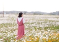 ▲嘉市正逢白色波斯菊花期，如白雪鋪地。(圖/嘉義市政府提供)