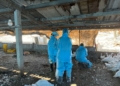 ▲發現H5N1亞型高病原性禽流感,依標準作業程序進行撲殺作業。(圖/雲林縣政府提供)