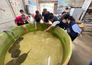 ▲縣府攜手嘉義縣生態保育協會進行鱟復育工作，已初見成果。(圖/嘉義縣政府提供)
