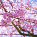 ▲目前正值阿里山櫻花季，正是出遊好時節。(圖/嘉義縣政府提供)