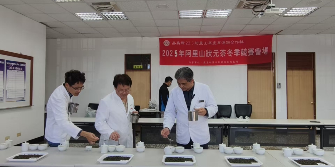 ▲頭等獎茶品外觀勻整、香氣清雅，呈現阿里山冬茶甘甜細緻風味。（圖／嘉義縣政府提供）