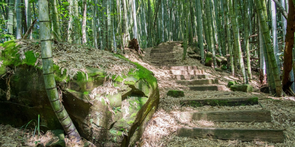 ▲茶之道穿梭於竹林、杉林及層層茶園之間。（圖/嘉義縣政府提供）