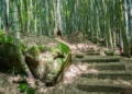 ▲茶之道穿梭於竹林、杉林及層層茶園之間。（圖/嘉義縣政府提供）
