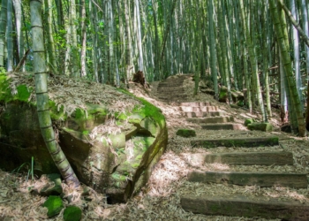 ▲茶之道穿梭於竹林、杉林及層層茶園之間。（圖/嘉義縣政府提供）