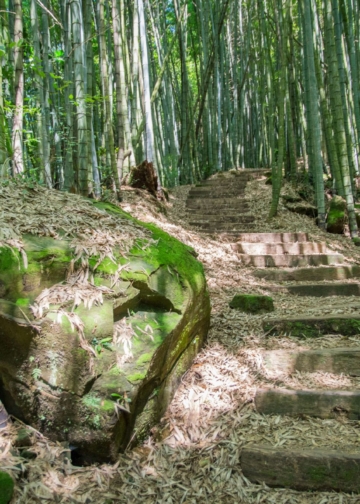 ▲茶之道穿梭於竹林、杉林及層層茶園之間。（圖/嘉義縣政府提供）
