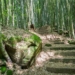 ▲茶之道穿梭於竹林、杉林及層層茶園之間。（圖/嘉義縣政府提供）