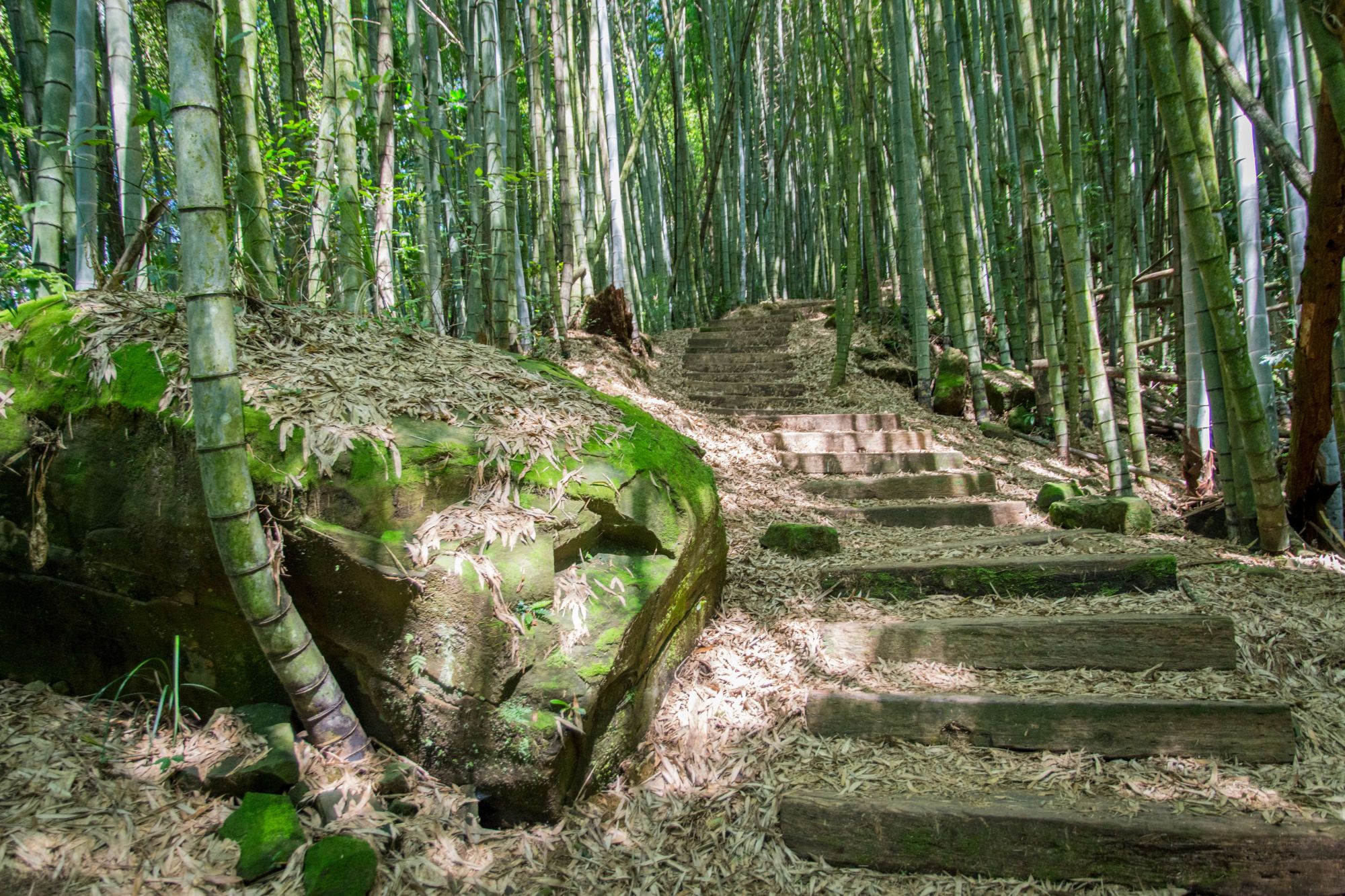▲茶之道穿梭於竹林、杉林及層層茶園之間。(圖/嘉義縣政府提供)