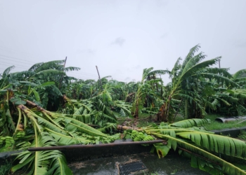 ▲凱米颱風挾帶強風豪雨，造成嘉義市農業天然災害損害情形嚴重。(圖/嘉義市政府提供)