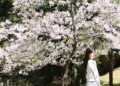 ▲日本人氣網紅娜娜到嘉義拍攝觀光形象影片，宣傳浪漫花季美景。(圖/嘉義縣政府提供)