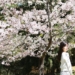▲日本人氣網紅娜娜到嘉義拍攝觀光形象影片，宣傳浪漫花季美景。(圖/嘉義縣政府提供)