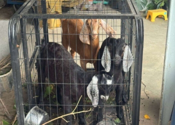▲雲林縣政府說明羊肉檢出戴奧辛超標案件處置情形，強調問題肉品已全數攔截，未流入消費市場。（圖／雲林縣政府提供）
