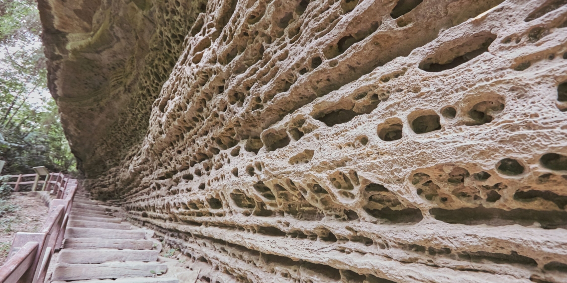 ▲青年嶺步道。（圖/嘉義縣政府提供）