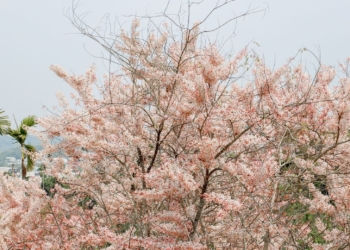▲嘉義縣阿拉伯粉紅村3000株粉紅花旗木盛開。(圖/嘉義縣政府提供)