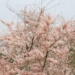 ▲嘉義縣阿拉伯粉紅村3000株粉紅花旗木盛開。(圖/嘉義縣政府提供)