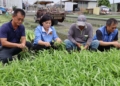▲山陀兒颱風來襲 張麗善縣長巡視葉菜類搶收情形。(圖/雲林縣政府提供)