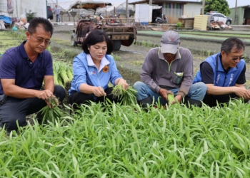 ▲山陀兒颱風來襲 張麗善縣長巡視葉菜類搶收情形。(圖/雲林縣政府提供)