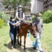 ▲嘉義市政府首創以馬術活動，培養長輩們鍛鍊肌力。(圖/嘉義市政府提供)