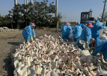 ▲雲林縣元長鄉一處肉鴨場出現首例確診H5N1亞型高病原性禽流感。(圖/雲林縣政府提供)