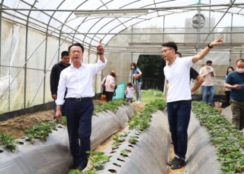 ▲科技改變經營！智慧農業導入中埔幸福有機草莓農場。(圖/嘉義縣政府提供)