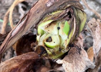 ▲秋行軍蟲取食芋頭-臺南農業改良場提供。(圖/嘉義縣政府提供)