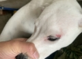 ▲飼主報案狗被鐵棍與玩具槍攻擊受傷。（圖/嘉義縣政府提供）