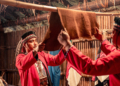 ▲到部落旅遊，體驗鄒族「鞣皮」傳統工藝。（圖/嘉義縣政府提供）