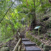 ▲豐山村石盤谷步道沿途布滿竹林，風景絕美。（圖/嘉義縣政府提供）