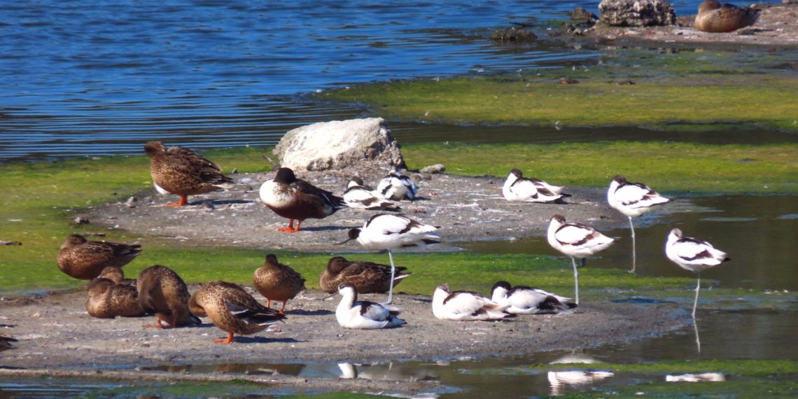 ▲鰲鼓濕地候鳥。（圖/嘉義縣政府提供）