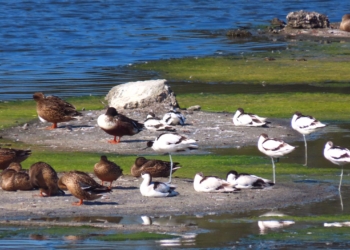 ▲鰲鼓濕地候鳥。（圖/嘉義縣政府提供）