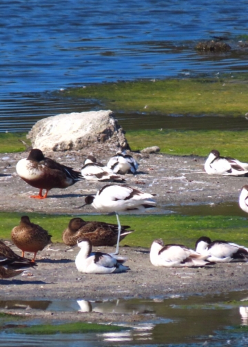 ▲鰲鼓濕地候鳥。（圖/嘉義縣政府提供）