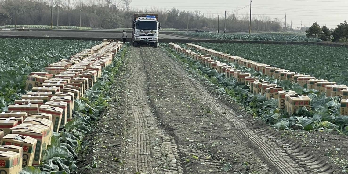 ▲雲林縣高麗菜進入盛產期，田間隨處可見採收情形。(圖/雲林縣政府提供)