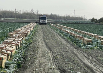 ▲雲林縣高麗菜進入盛產期，田間隨處可見採收情形。(圖/雲林縣政府提供)