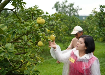 ▲縣長張麗善前往文旦園，關心防颱準備。(圖/雲林縣政府提供)