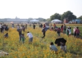 ▲遍地盛開的花況吸引許多遊客到訪。(圖/嘉義市政府提供)