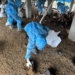 ▲東勢鄉一禽場確診H5N1禽流感，進行家禽撲殺銷毀。(圖/雲林縣政府提供)