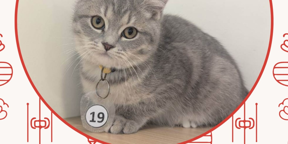 ▲「喵星人命定配對」活動登記人氣王第一名。（圖/嘉義縣政府提供）