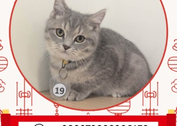 ▲「喵星人命定配對」活動登記人氣王第一名。（圖/嘉義縣政府提供）