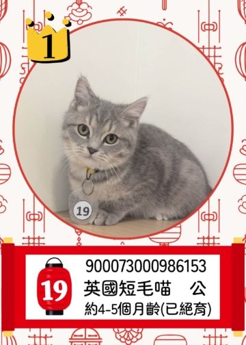 ▲「喵星人命定配對」活動登記人氣王第一名。（圖/嘉義縣政府提供）