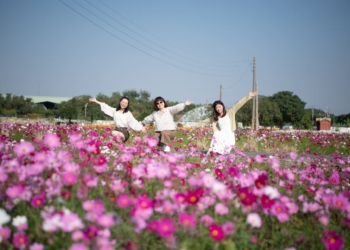 ▲2024嘉義花海生活節花況逐漸進入高峰，歡迎全國民眾攜家帶眷一起來玩。（圖/嘉義市政府提供）