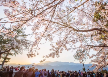 ▲阿里山櫻花季及日出，一生一定要來一次。（圖/嘉義縣政府提供）