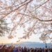 ▲阿里山櫻花季及日出，一生一定要來一次。（圖/嘉義縣政府提供）
